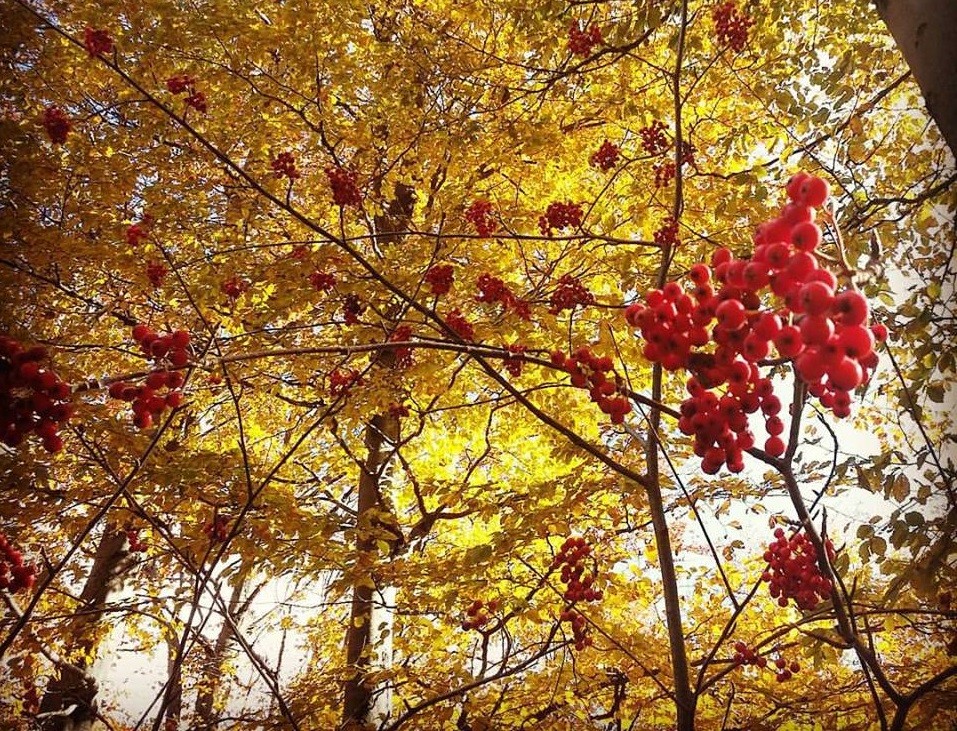 forest_autumn_2