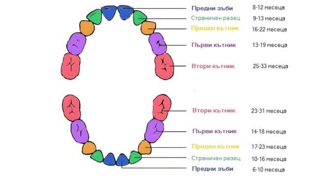 млечни зъби поникване растеж възраст